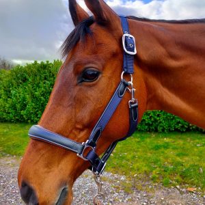 Leather Webbing Headcollar Navy Contrast Black Leather